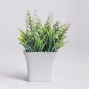 Plantas Ornamentales