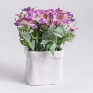 Plantas Ornamentales