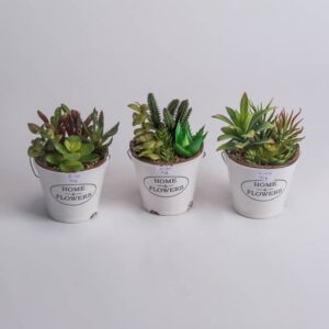 Plantas Ornamentales