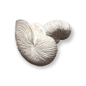 Decoración Caracol Pita